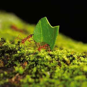 two ants carrying a leaf