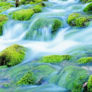Forest stream running over glowing mossy rocks