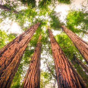 view of tall trees from ground