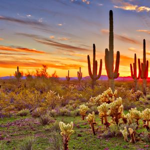 cacti in dessert in front of sunset