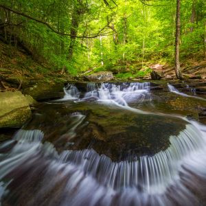 river running through forest