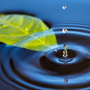 leaf floating in water with raindrop falling on stem