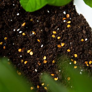 Seeds in soil framed by green leaves in foreground