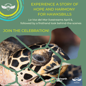 Green background with green text. Text is included in post. The bottom half of the graphic is a photo of a sea turtle.