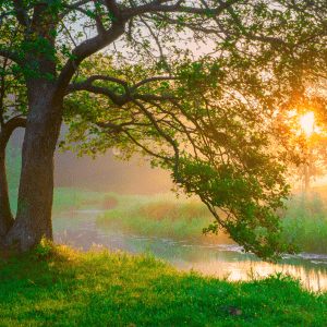 Sunlight streams through a tree near a stream