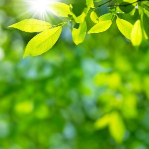 sun shining on green leaves in forest