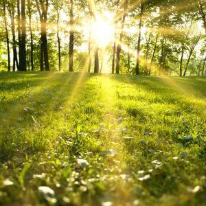 A golden sun illuminates a field of bright green grass. A small forest sits in the background.