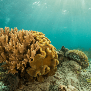 Image of Coral reef in Raja Ampat Indonesia