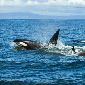 Pod of killer whales swimming in the ocean