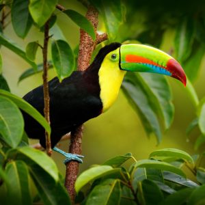 Toucan sitting on the branch in the forest, green vegetation.