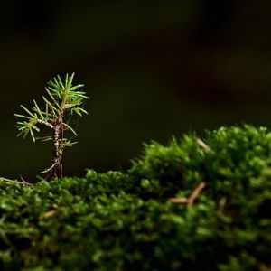 A single spruce seedling sprouting from a bed of moss