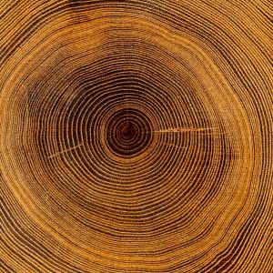 Cross-section of tree showing rings