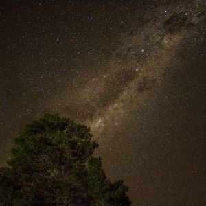 Tree silhouette against a starry sky