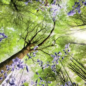 image of tree and from ground looking upwards past bluebells and into green canopy