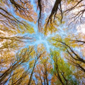 Worm's eye view looking up at a colorful tree canopy