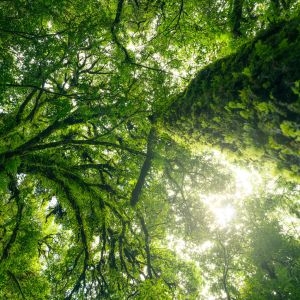 Looking up at the green foliage of tree canopy