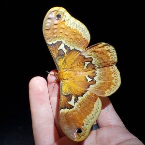 A hand holding a light brown moth