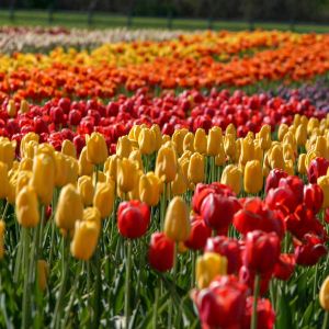 field of red, yellow, and orange tulips