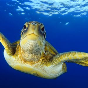 sea turtle swimming in blue water