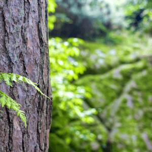 Close-up photo of tree bark and a green fern creeping around the trunk