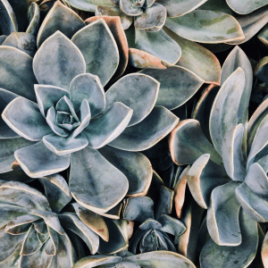Close-up photo of a succulent