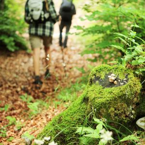 Two people are walking away from the viewer along a forest path; the foreground has a mossy raised area with a tree