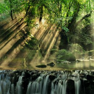 sunlight streams through a forest of trees and land on a stream and waterfall