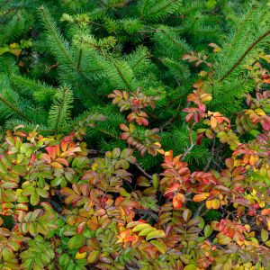 Wild rose and fir boughs in autumn