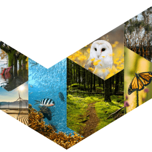 Collage of wildlife photos shaped into a checkmark