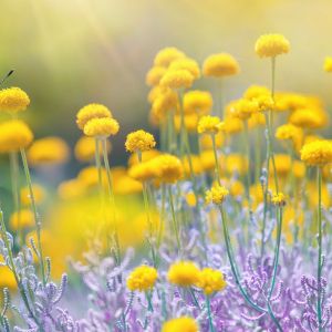 field of yellow and lavendar flowers with monarch