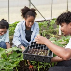 Multiracial group of students working together in greenhouse planting vegetable seedlings during school agriculture lesson developing teamwork hands-on experience and sustainable farming knowledge
