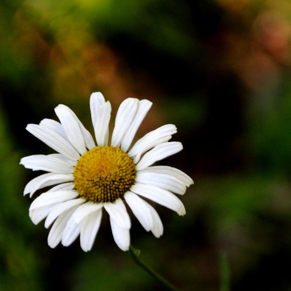 Flower, Daisy