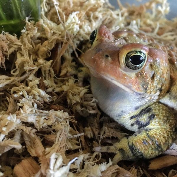 Close up shot of American toad, Toadily.