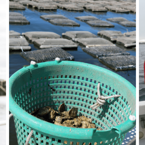 Three photos: 1. a person in a black waders holds up seaweed 2. a teal plastic basket holding oysters sits by oyster beds in water 3. two people in black pants and boots and red jackets stand in a boat and pull up a black cage 