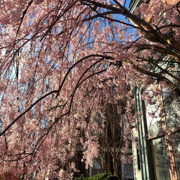 image of cherry blossoms