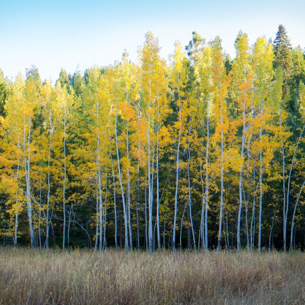 Grove of trees illuminated by the light. The leaves glow yellow and green.