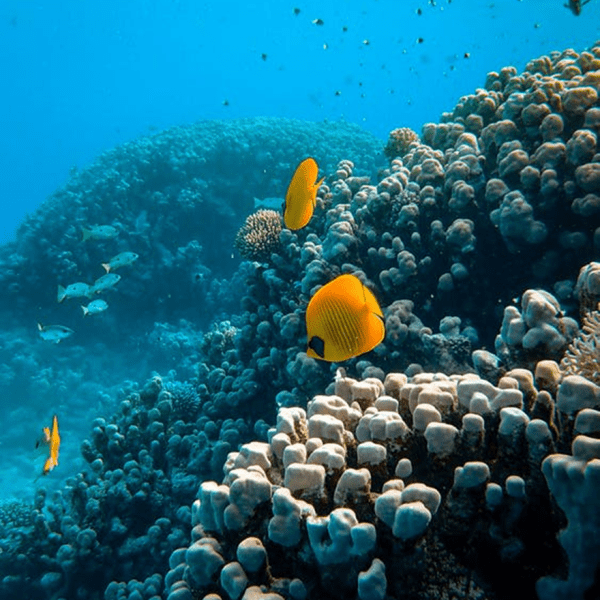 Golden butterfly fish above coral D. Rosenstrock