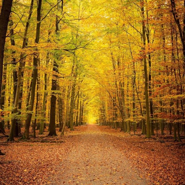 A straight path runs through a forest of yellow trees