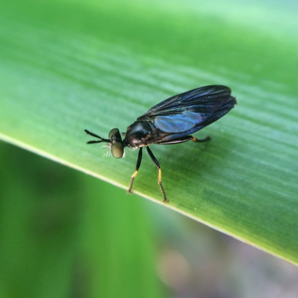 Insect perched on the edge of a leaf.