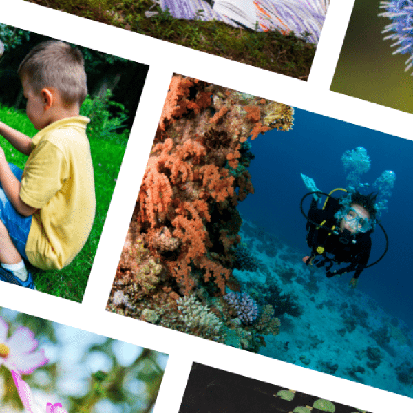 Collage of colorful nature photos. 