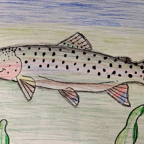 Colored pencil illustration of brook trout by middle school artist.