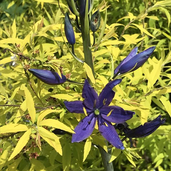 Purple flower with six petals