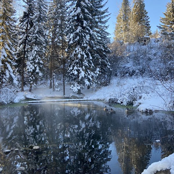 Snowy winter scene of pond with spruce trees surrounding the pond 