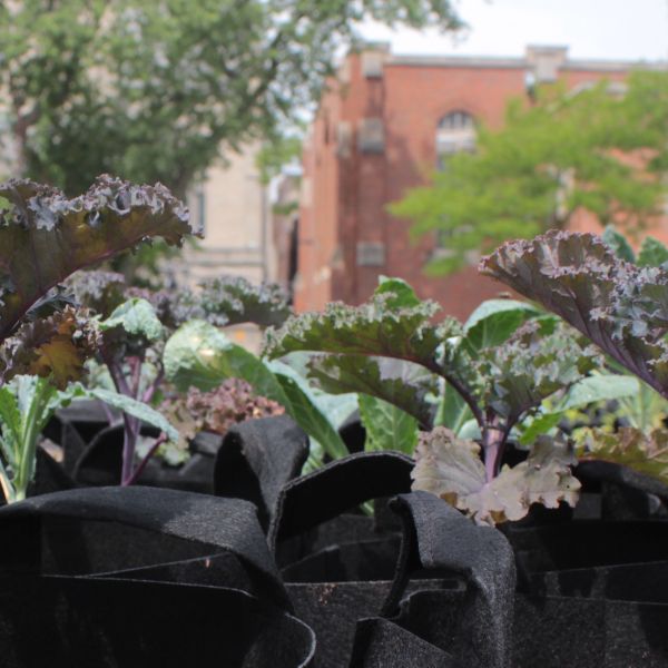 Grow bags with young kale. St. Sabina buildings in background.