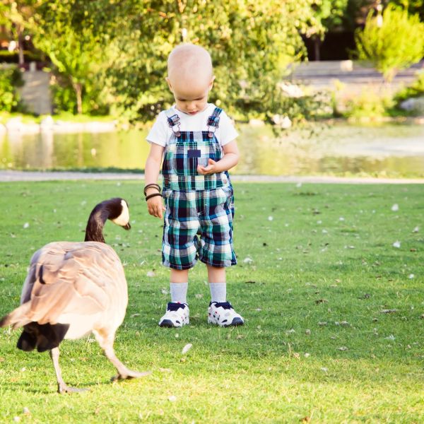 Little boy feeds a goose on a grassy park