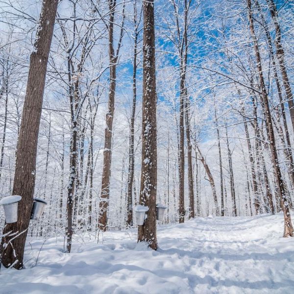 Glistening fresh snow. Tall trees, with tin buckets hung to collect maple sap. Camera angle is looking up towards the sky. 