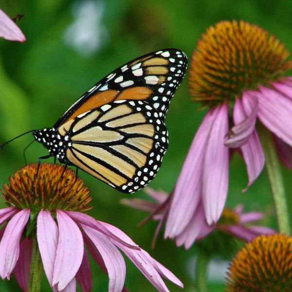 Monarch butterfly on an echinacea flower
