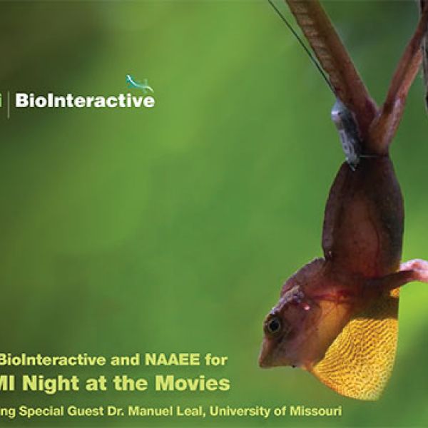 Lizard on tree image