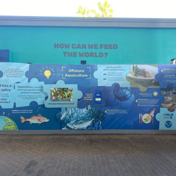 New offshore aquaculture exhibit at Mote Marine Aquarium in Sarasota Florida. Photo credit: Danielle Mosteller, Mote Marine Aquarium.