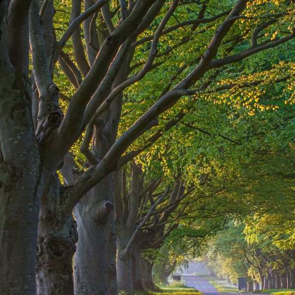 Row of trees grows next to a road. Sunlight filters to the ground.